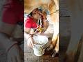 Raw Cow Milk Drinking Cow Milk