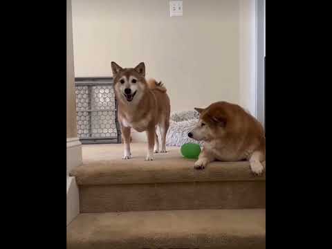 Risate Assicurate: Gli Animali più Comici!"