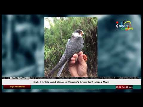 Impact News English 10 November 2018