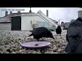 Best of Hood Life - Why I love crows 7