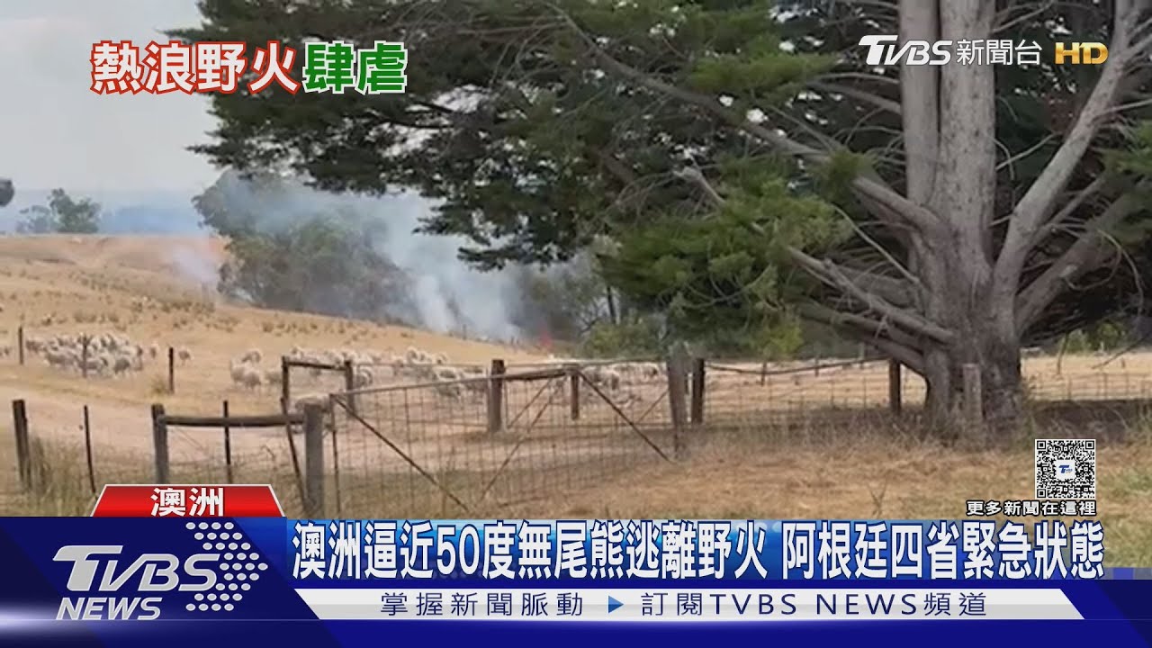 澳洲逼近50度 無尾熊「驚恐呆坐」逃火場 阿根廷四省緊急狀態