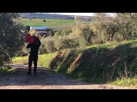 Rural life in Italy, il Fontanaro organic olive farm, harvest 2020