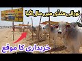 Noorani Mandi New Rates Update 2024 | Northern baypas New Mandi | Cow Mandi 2024 Karachi | In Hindi