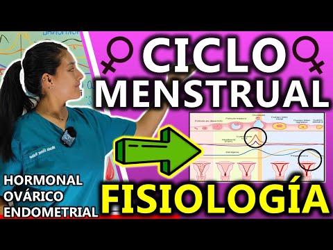 WOMEN'S MENSTRUAL CYCLE AND OVULATION PHYSIOLOGY | GuiaMed