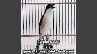 Download lagu Cendet Gacor Isian Gereja Tarung Ciblek Dan Kenari (Remastered 2023) mp3