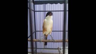 Download lagu cendet HISTORY tembakan tengkek buto mp3