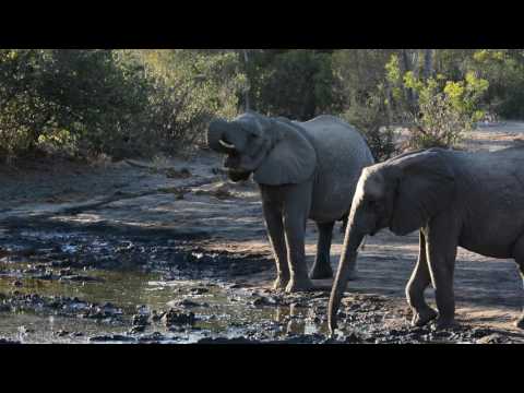 Elephants at Twin Pans, Klaserie