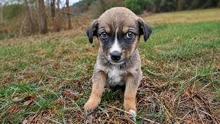 Abandoned Puppy was Scared to Death after being Thrown Away Until This Happened