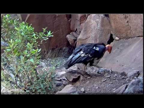 Condor chick fails to recognize mom at first! 7/5/17