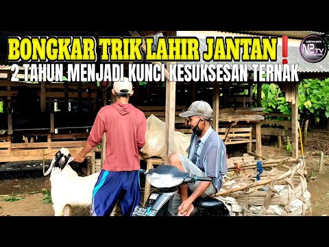 , title : 'Selama 2 Tahun, Selalu Lahir Jantan || Kelebihan Ternak Kambing Jawa Randu'