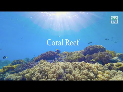 Life on the Coral Reef 4K