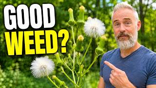 Don’t Pull This Weed. It’s Helping Your Garden