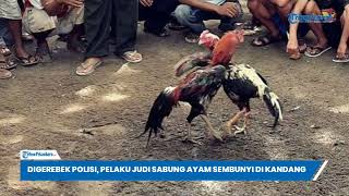 Download lagu Aksi Kocak Penjudi Sabung Ayam di Kendari, Sembunyi di Kandang Saat Digerebek Polisi mp3