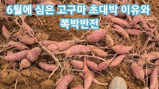 6월에심은 고구마 초대박이유와 쪽박반전  고구마심는방법 꿀고구마,고구마농사,농부, 베니하루까,카 귀농귀촌,주…