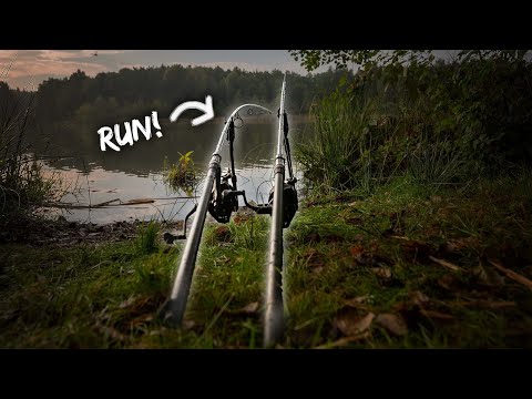 Fangrausch am Weiher 🍁Karpfenangeln im Herbst
