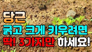 당근 크게 키우려면 지금은 이것만 하면 됩니다. 솎아주는 방법과 언제 솎아주면 좋은지 알려드릴께요. 당근 웃…