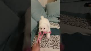 Bichon Bolognese Puppies Videos