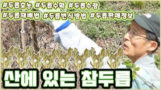 두릅수확 /채취/효능/정보/번식/식재/수량/판매 농업계고등학교 선생님집에 찾아가서 물어보았습니다/참두릅/산두…