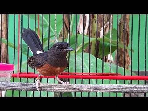 Jantan Novyj Trend Smotret Onlajn Na Sajte Trendovi Ru