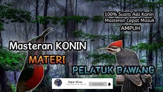 Download lagu Masteran Konin Isian Pelatuk Bawang 100℅ Ampuh mp3