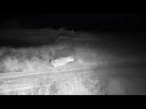 Djuma: Hyena known as Ribbon seems upset about something - 21:48 - 07/15/20