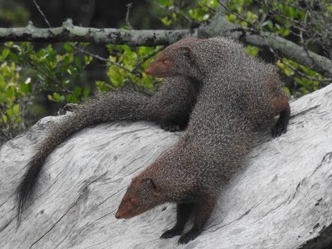 11.Ruddy Mongoose Sri Lanka. (Herpestes smithii) Video From Danushka Sanjeewa