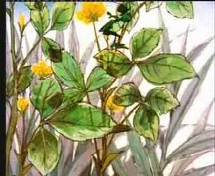 Piosenki dla dzieci -  Pszczółka Maja - Co się stało z Pszczółką Mają