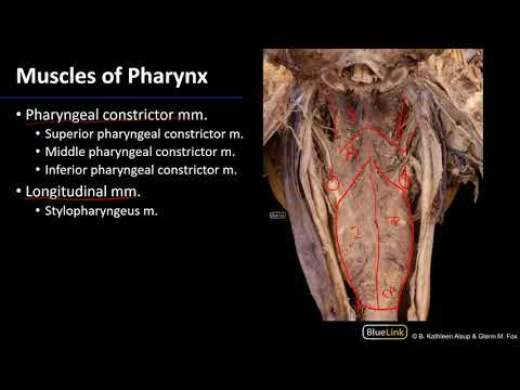 Larynx, Pharynx and CST - Muscles of Pharynx