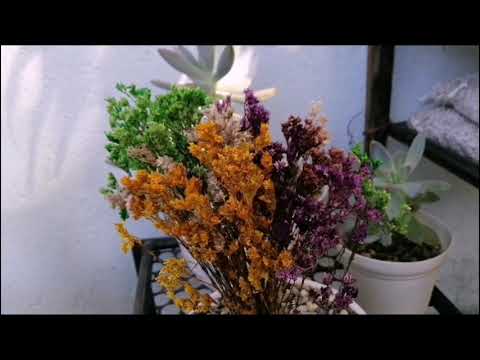 EVERLASTING PLANT Flower Care tips | PLAUNT | Maricris Mendoza