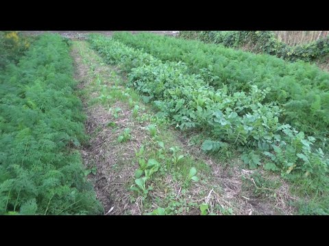 緑肥トップ 3 オーツ麦