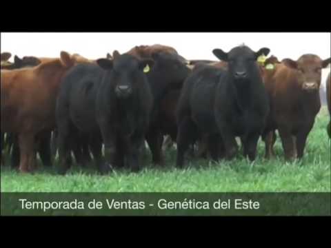 Temporada de Ventas 2017