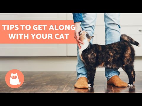 How to Get Along Better with Your Cat - 10 TIPS