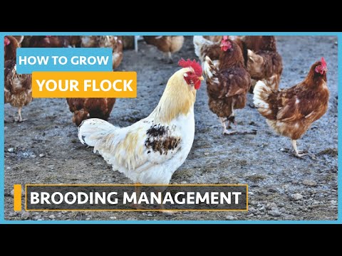 How to Grow your Flock Lesson 3 Breeds and Incubation