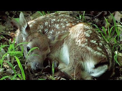 Gigi Perez•Normalcy•1HOUR LOOP•Calming deer videos
