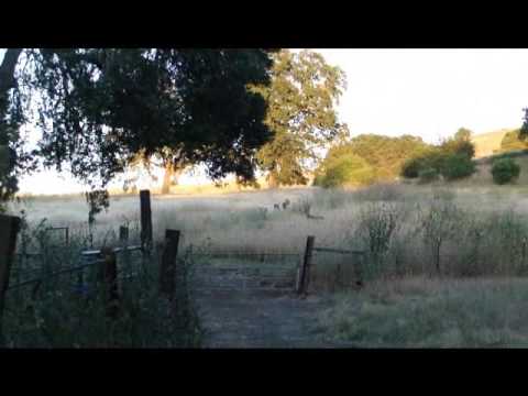 Blacktail Deer in Templeton and Paso Robles CA Blacktail Deer in Templeton and Paso Robles CA