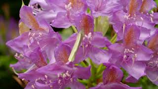 Michael Franks - As Long As We&#39;re Both Together