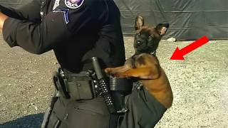 When Belgian Malinois Fail Being a Police Dog 😁Funniest Dogs Video