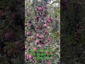 APS ORCHARD  UHDP seedlings Apple Fruit Quality.