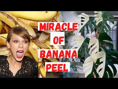 How to make a wonderful fertilizer for houseplants from banana peel ?