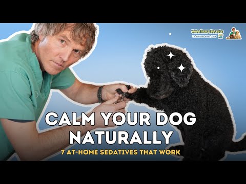 Top 7 Natural Sedatives for Dogs to Keep Them Calm at Home