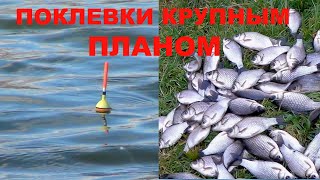 Ловля осеннего карася в калужской области