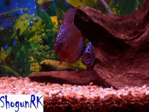 Discus fish (Disco Turquesa Azul) coridoras aeneus Tetra Neon cardenal 1