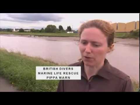 Dolphin Leaps Out Of River In Rare Sighting