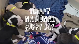 National Puppy Day 2021