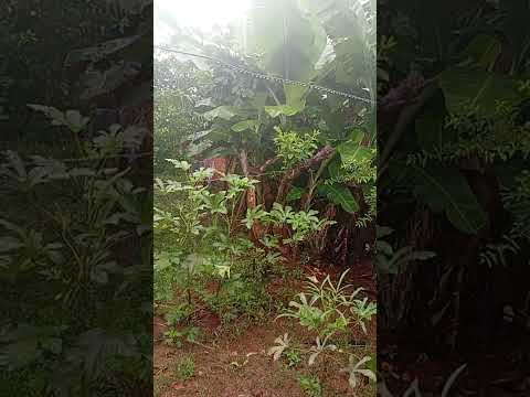 muita chuva aqui no riacho dos Machados