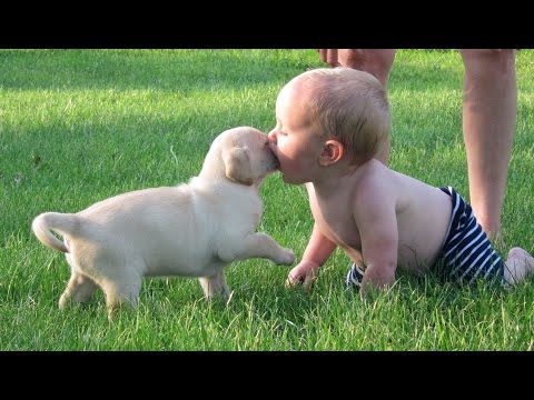 Super Tierno: Cachorros y Bebés Jugando