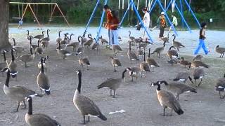 preview picture of video 'Birds at Deer Lake, Burnaby, B.C.'