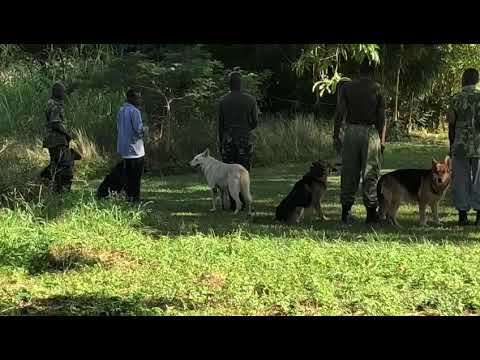 Malawi Police Dog Unit training