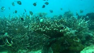 preview picture of video 'Cebu Divers at Virgin Beach Resort 6'