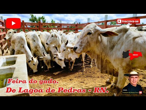 FERA DO GADO DE LAGOA DE PEDRAS - RN. SO GADO DE LUXO. ✅01/12/2025✅